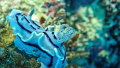   Nudibranch Chromodoris willani  